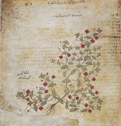 Pimpernelle; Malerei aus dem Wiener Dioskurides (512 n. Chr.)